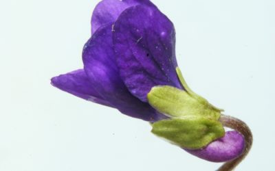 Plant Profile: Violet