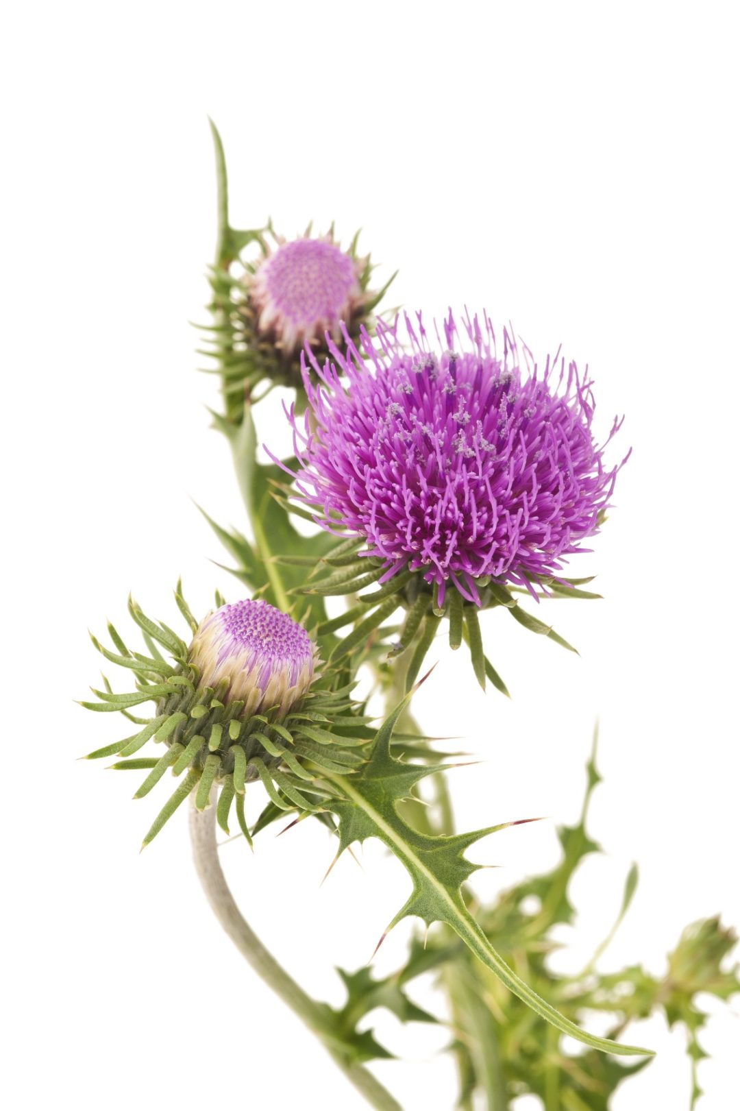 Plant Profile: Milk Thistle - Integrative Family Medicine of Asheville