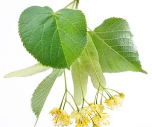 Plant Profile: Linden/Lime