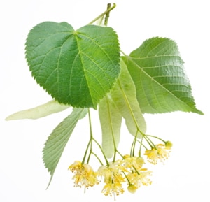 A botanical illustration in color shows the flowers, leaves, and pods of the Linden tree.