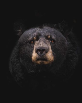A black bear is staring directly into the camera, with a black background in shadow.