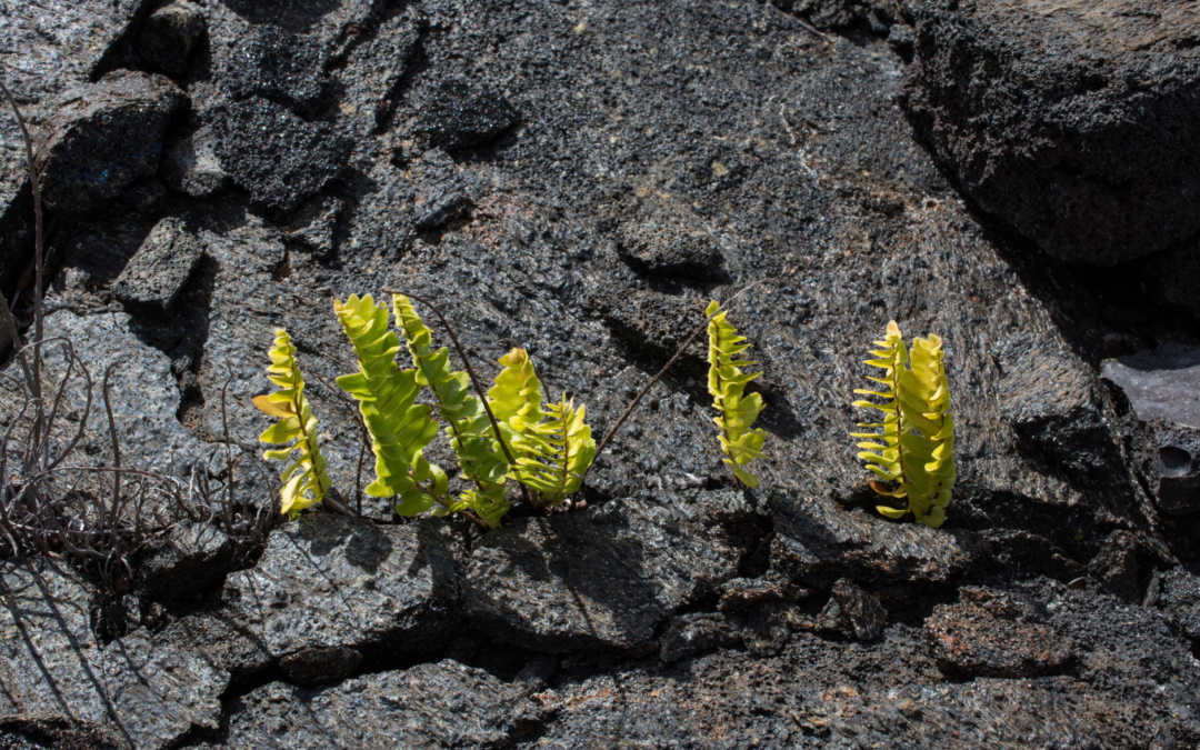 Stress management techniques for resiliency. Resilient fern growing through cracked earth.