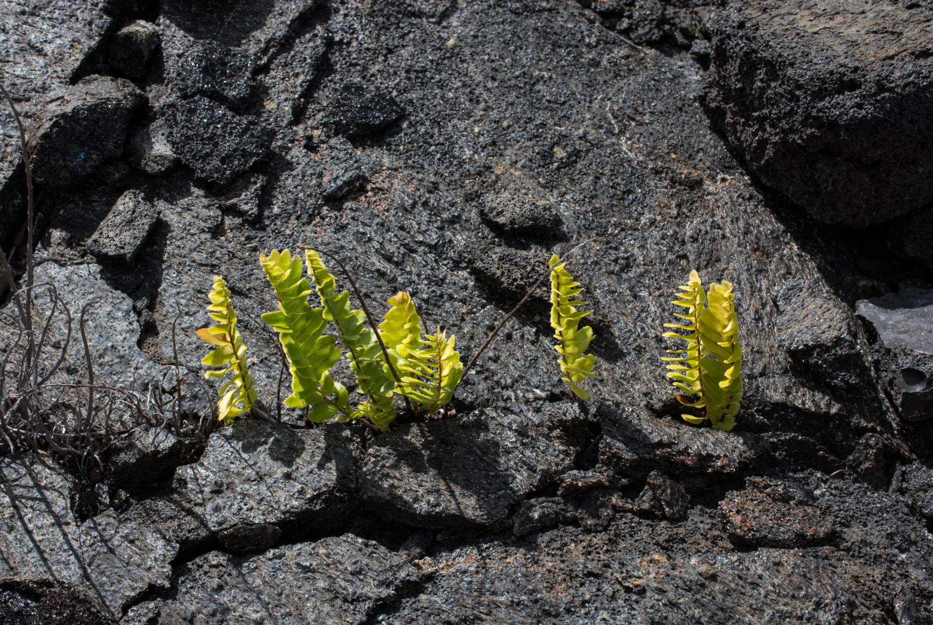 Stress management techniques for resiliency. Resilient fern growing through cracked earth.